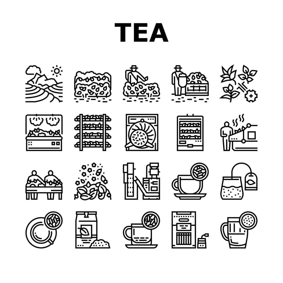 conjunto de ícones de coleção de produção de bebida de chá vetor