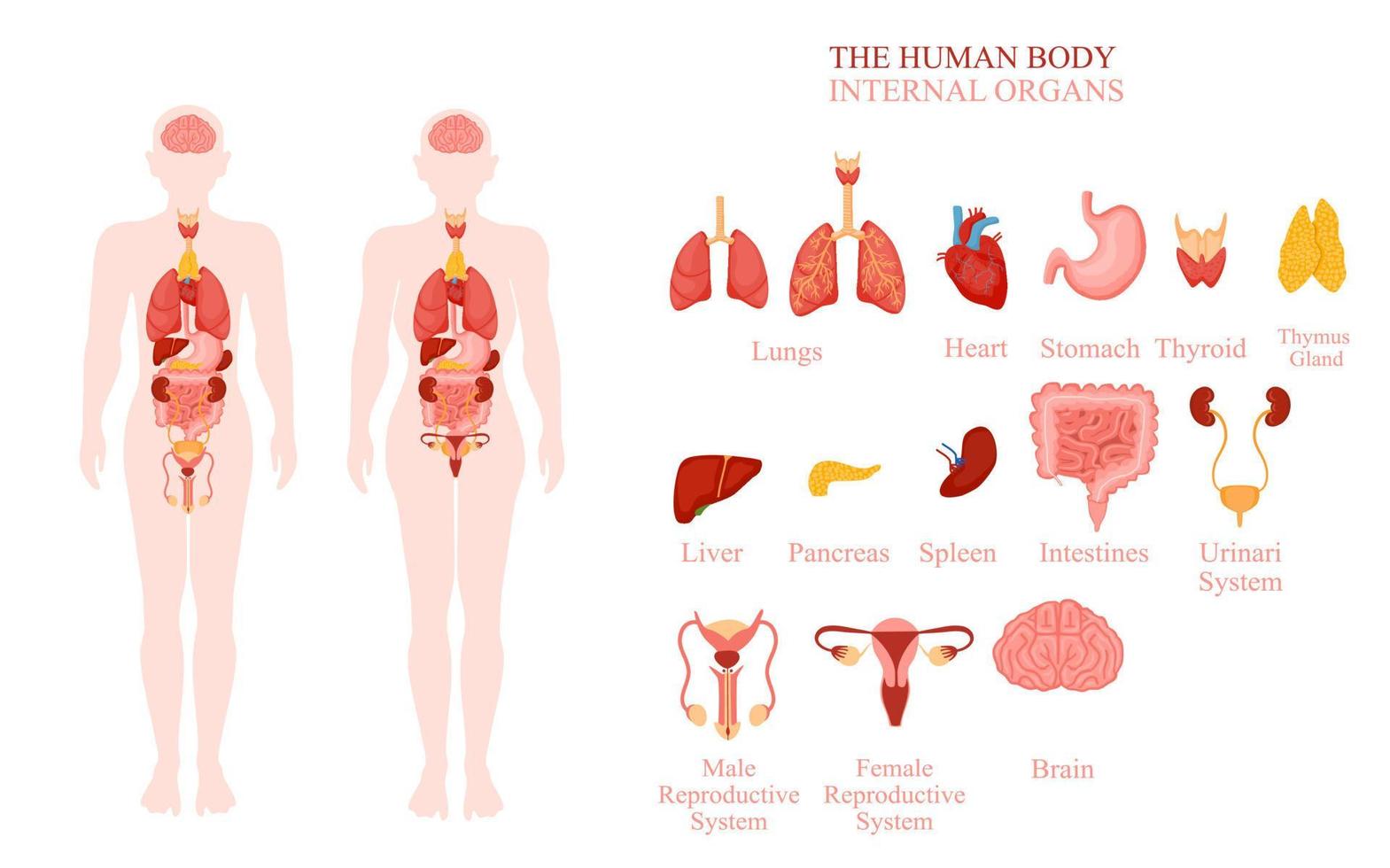 ilustração de órgãos internos do corpo humano vetor