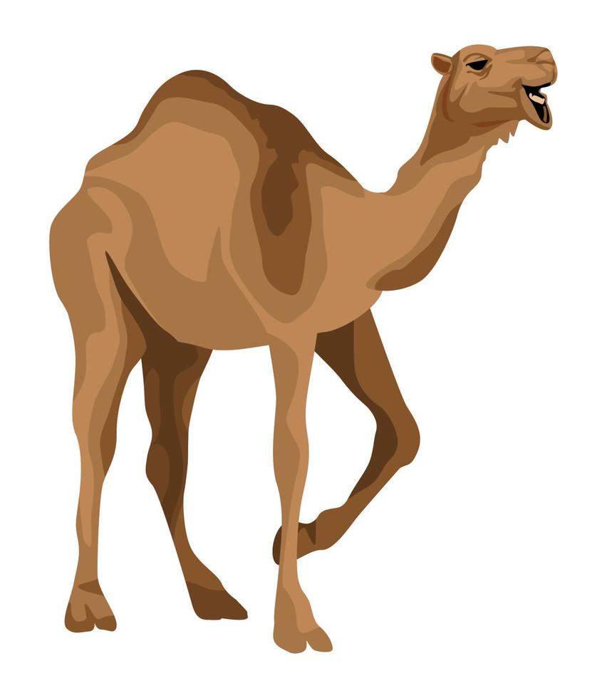 animal selvagem de camelo vetor