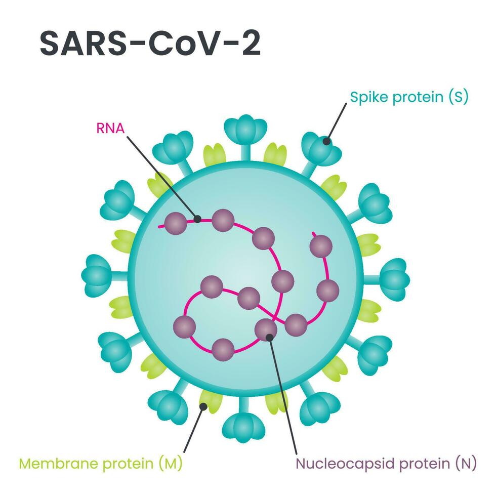 estrutura do vírus sars-cov-2 vetor
