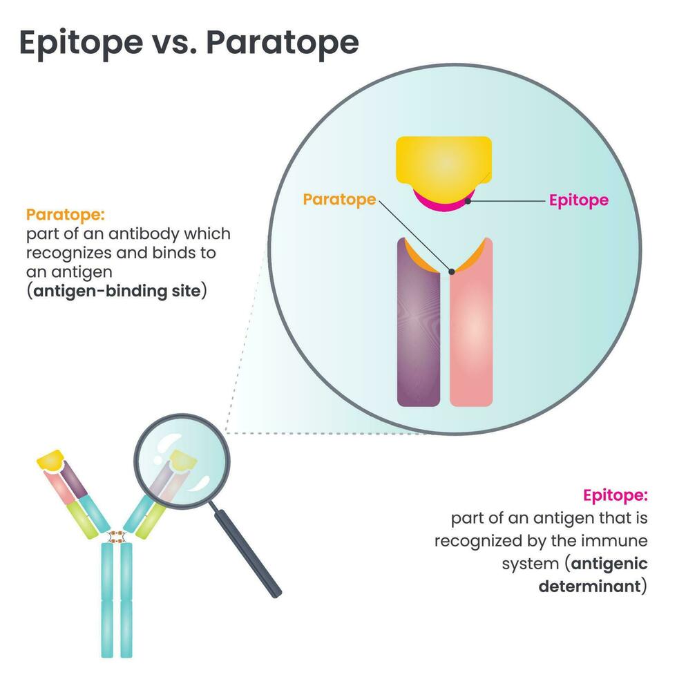 epítopo versus paratopo vetor