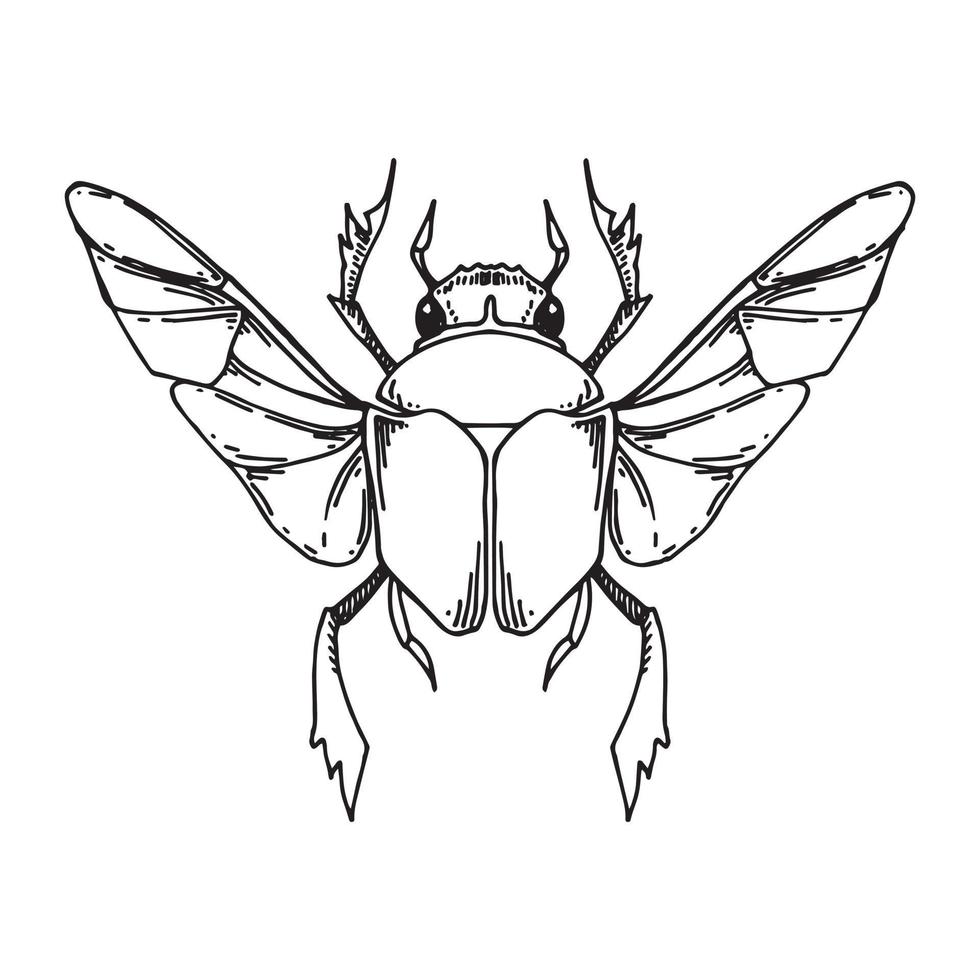 desenho vetorial preto e branco em estilo vintage, símbolo mágico do escaravelho do escaravelho com asas abertas. besouro místico, esoterismo, magia. desenho de tatuagem vetor
