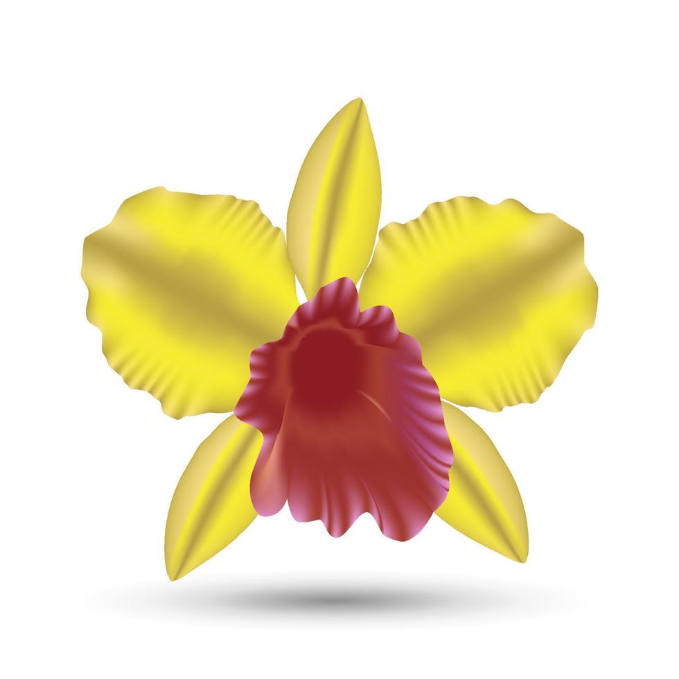 flor de orquídea amarela isolada vetor
