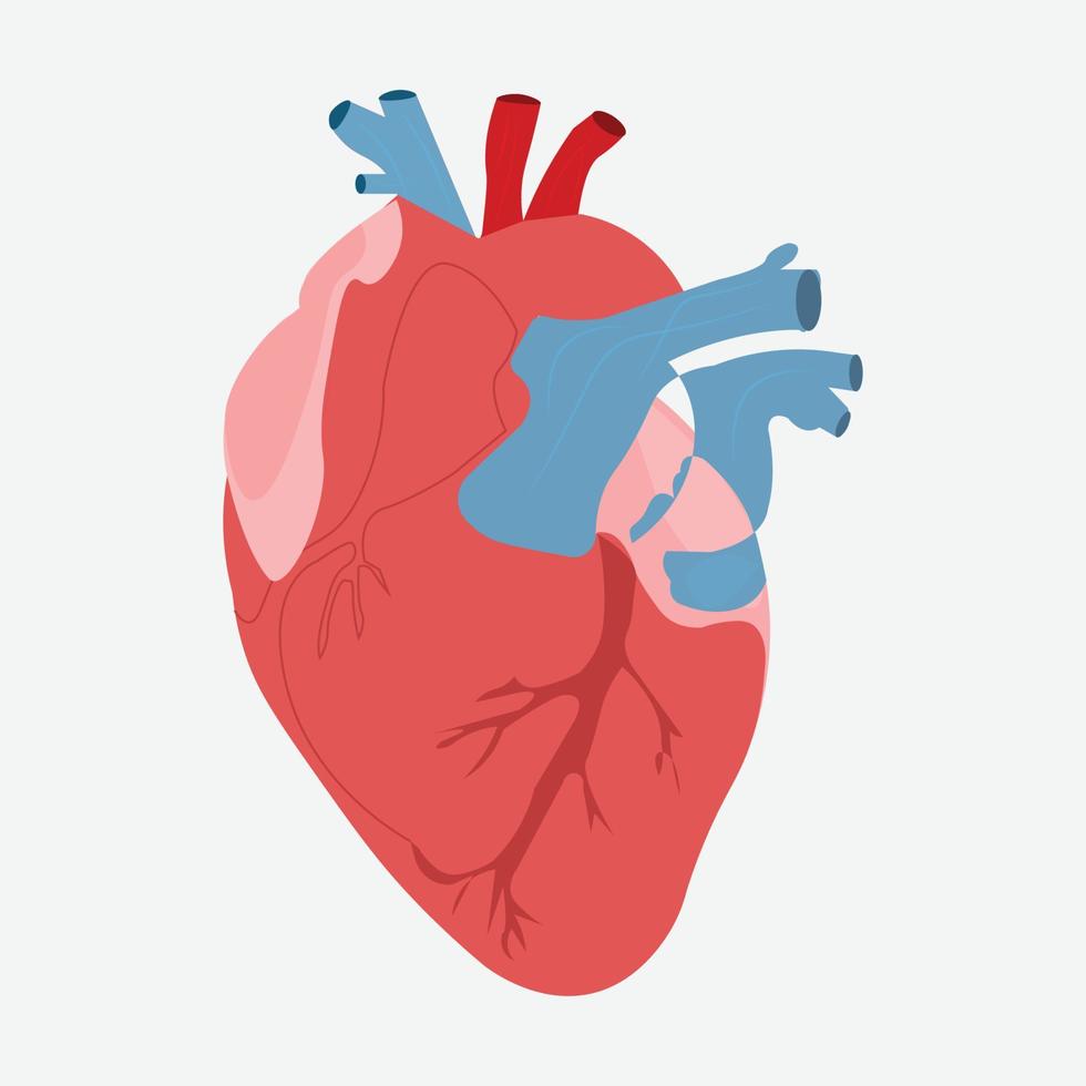 ilustração vetorial de coração humano vetor