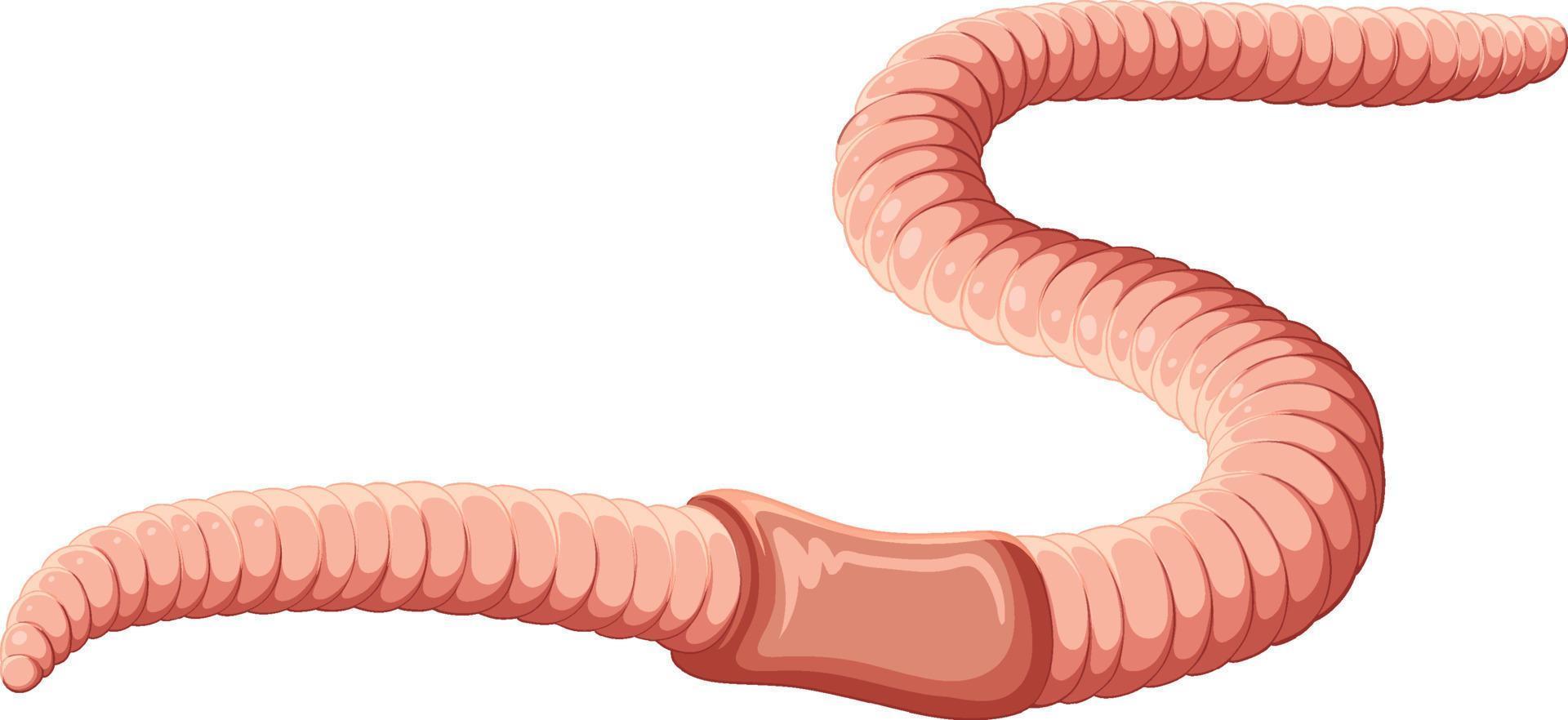 vetor de conceito de anatomia de minhoca