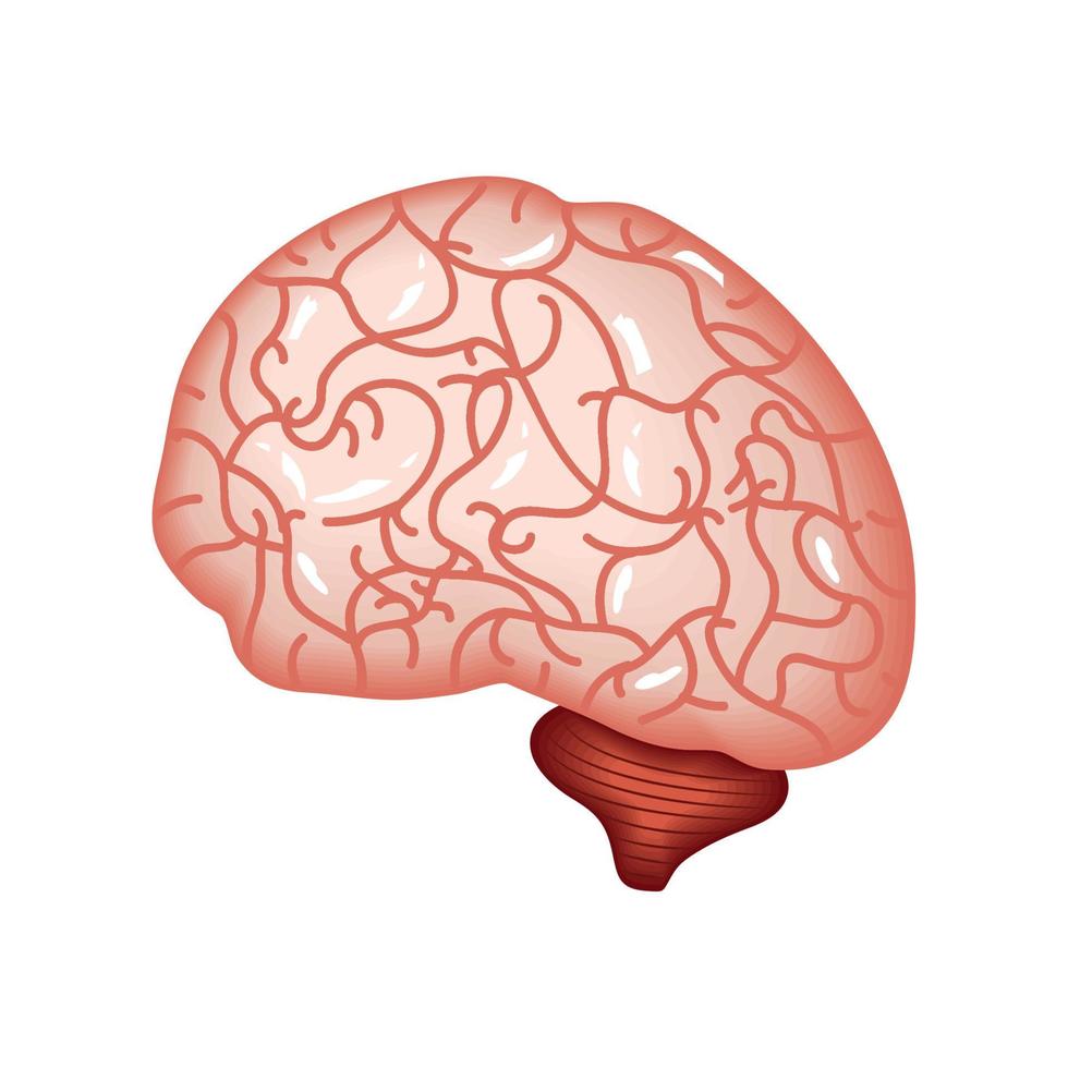 órgão do cérebro humano vetor