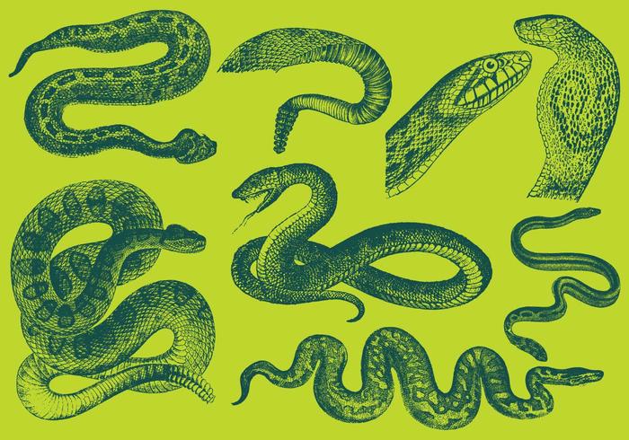 Vetores de serpente de desenho de estilo antigo