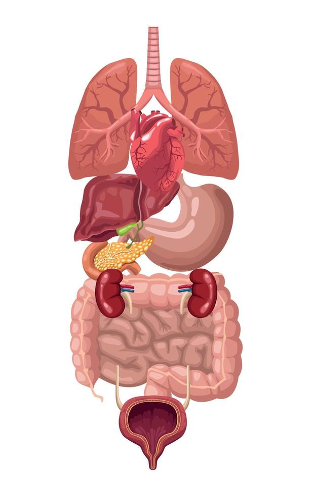 órgãos humanos realistas vetor