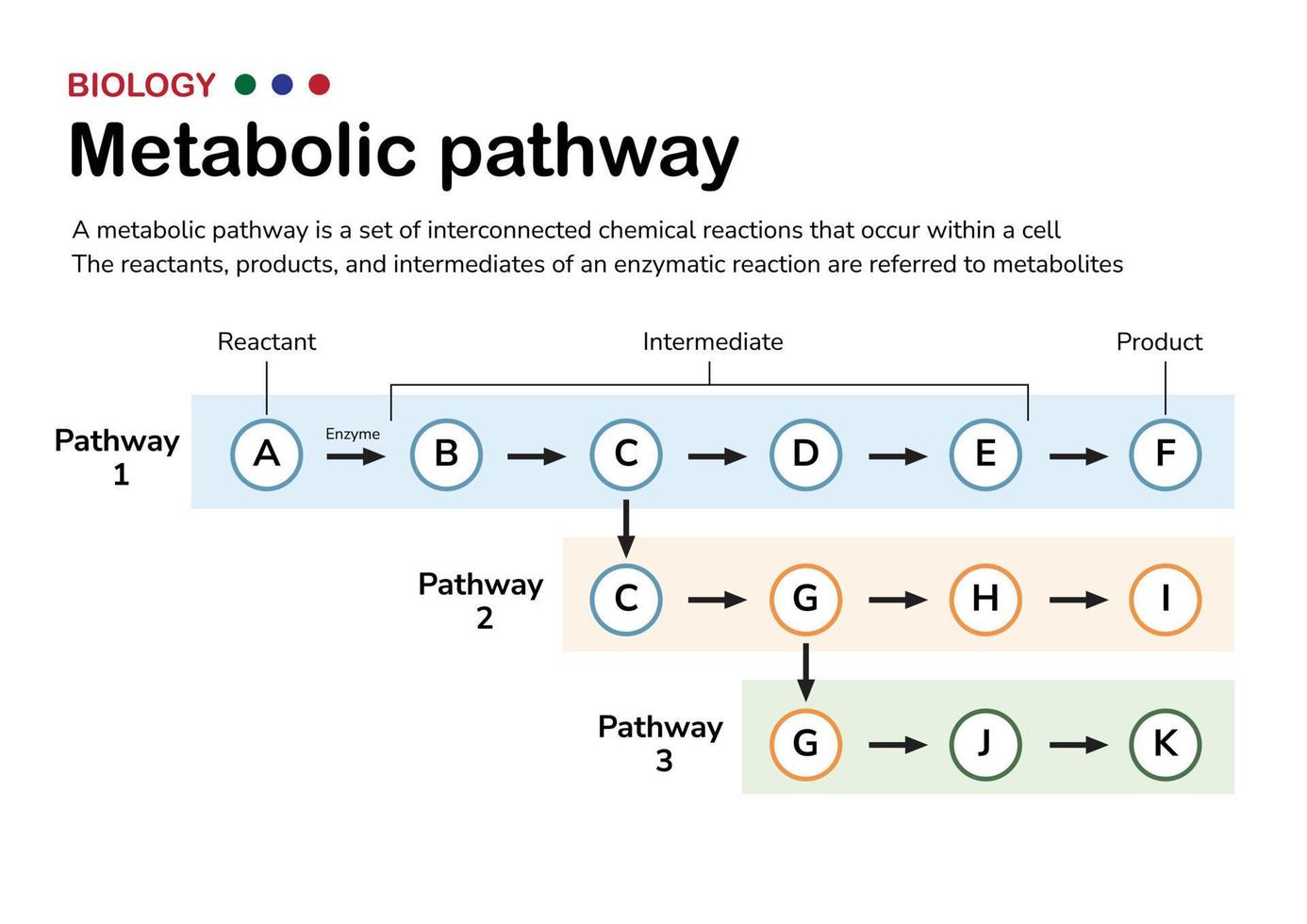 diagrama científico ilustra a explicação e o conceito de via metabólica no metabolismo celular do organismo vivo vetor