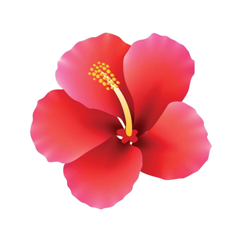 ilustração vetorial de flor de hibisco vermelho realista vetor