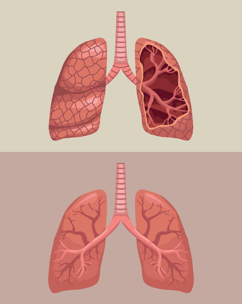 pulmões realistas órgãos humanos vetor