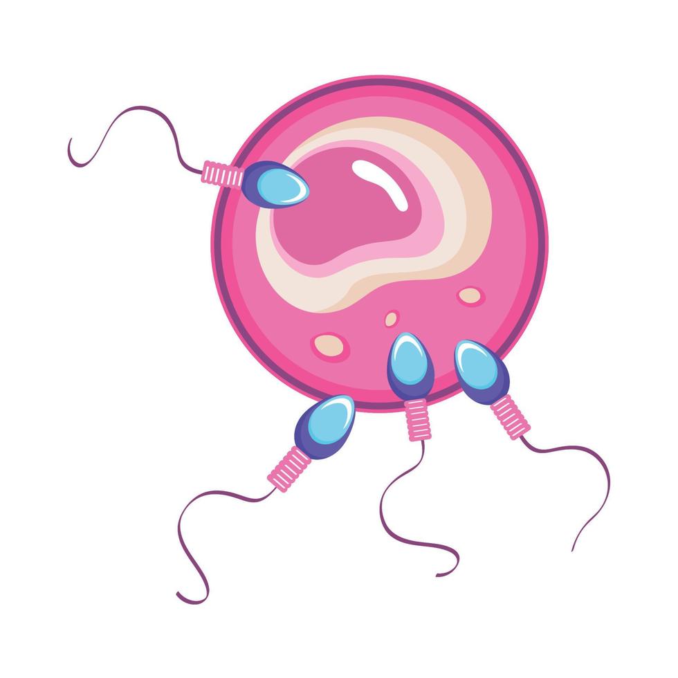 óvulo com esperma vetor