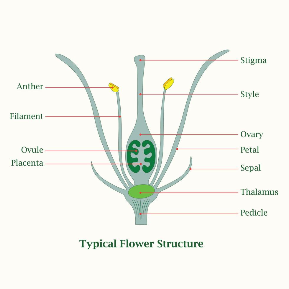 design de ilustração de estrutura de flor típica vetor