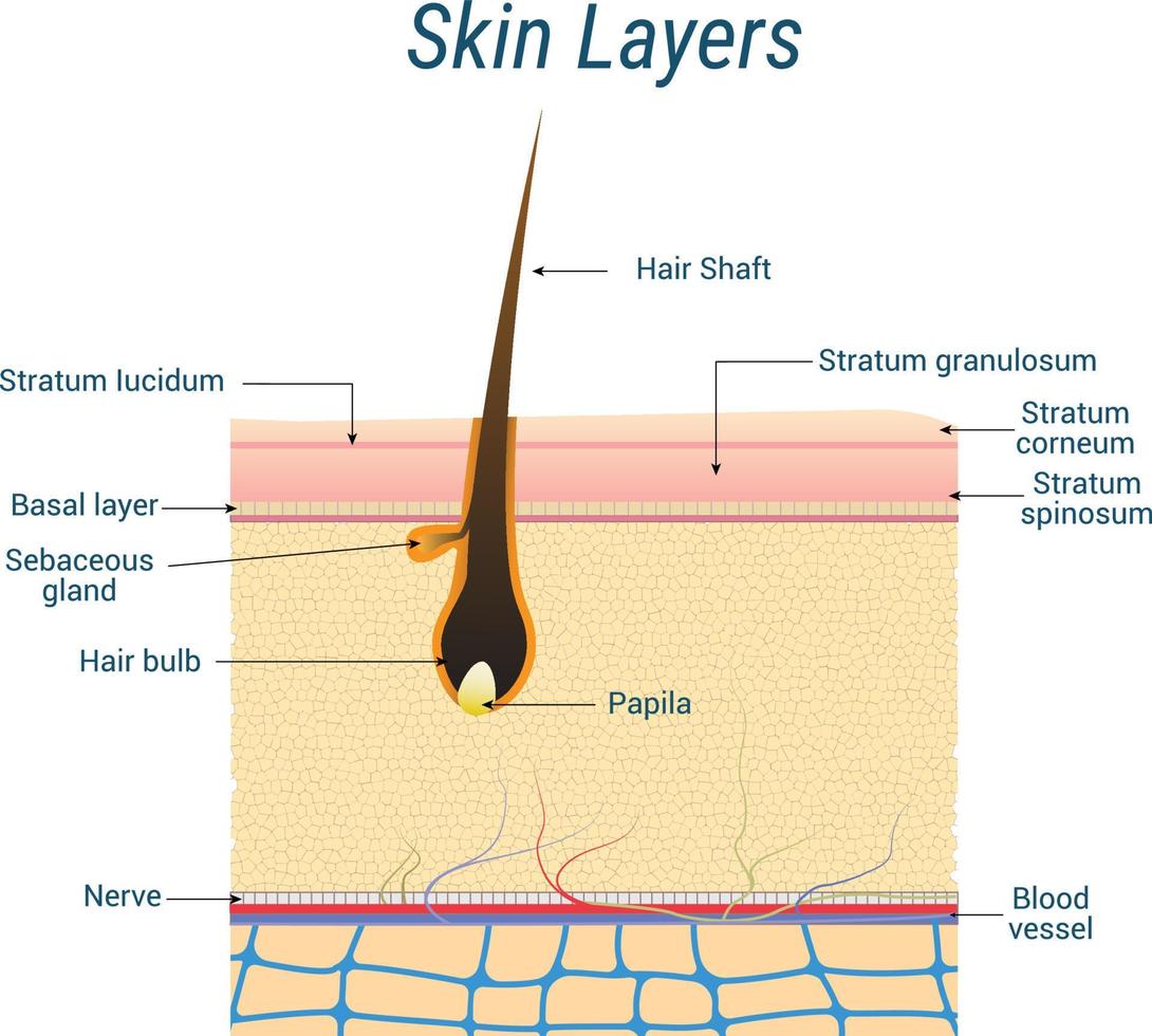 anatomia de camadas de pele com o folículo piloso. ilustração vetorial plana vetor