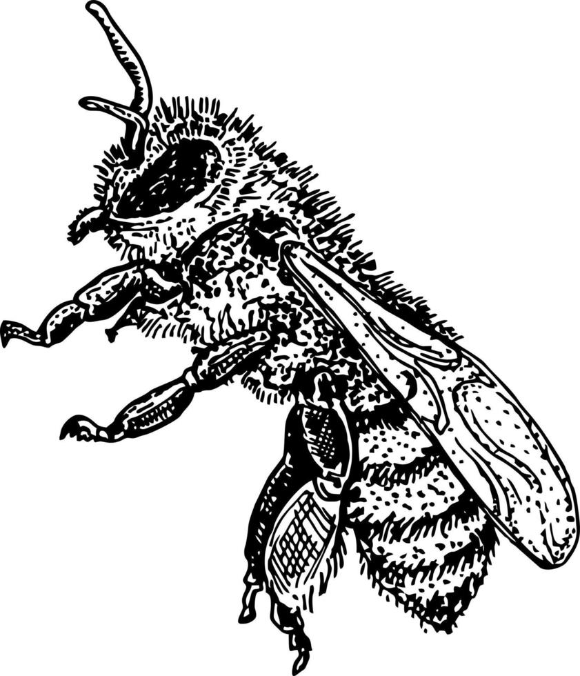 desenho de silhueta de abelha vetor