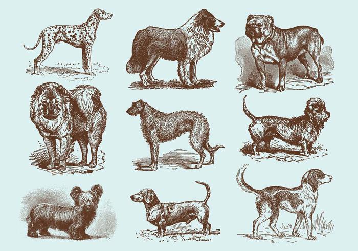 Vetores de cachorros de desenho de estilo antigo