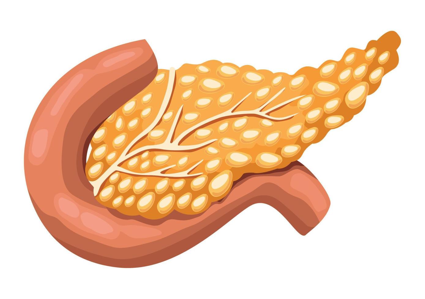 órgão humano realista pâncreas vetor