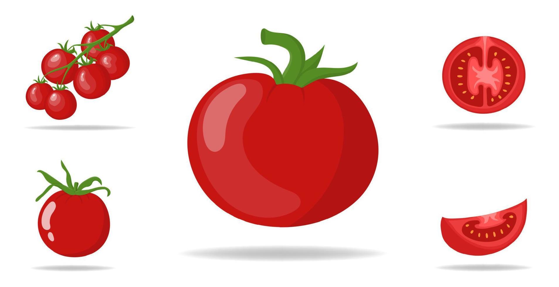 conjunto de tomates vermelhos frescos isolados no fundo branco. ramos, ícones de tomate inteiro, metade e fatia para mercado, design de receita. comida orgânica. estilo de desenho animado. ilustração vetorial para design, web. vetor
