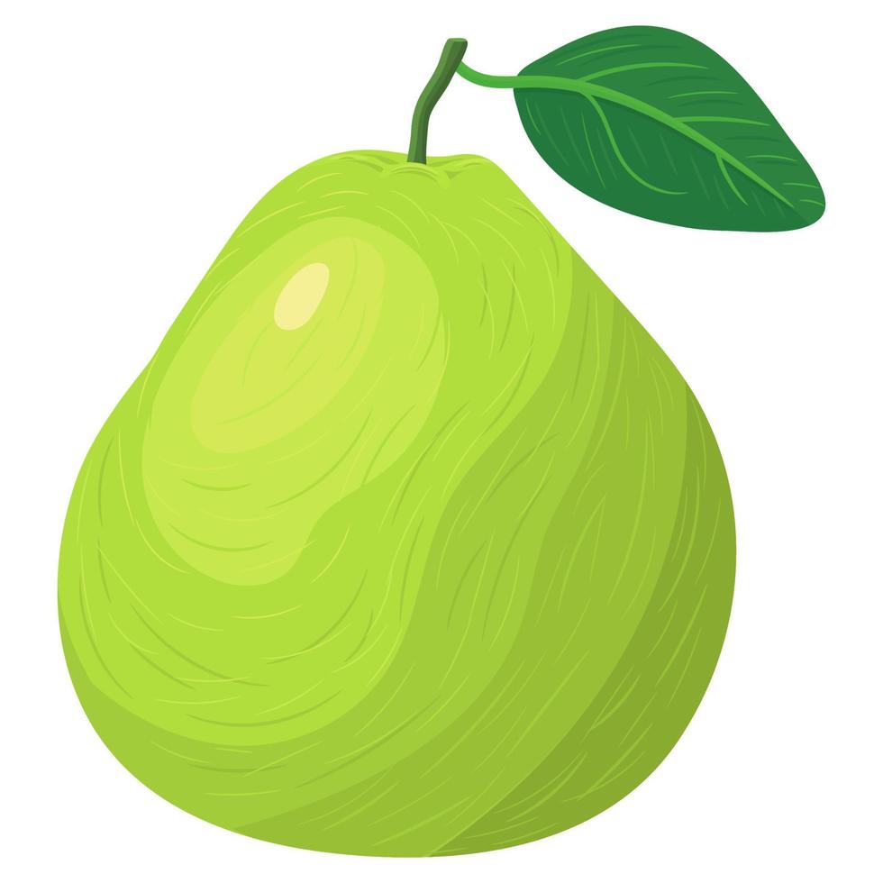 fruta fresca de pomelo verde brilhante exótica inteira isolada no fundo branco. frutas de verão para um estilo de vida saudável. fruta orgânica. estilo de desenho animado. ilustração vetorial para qualquer projeto. vetor