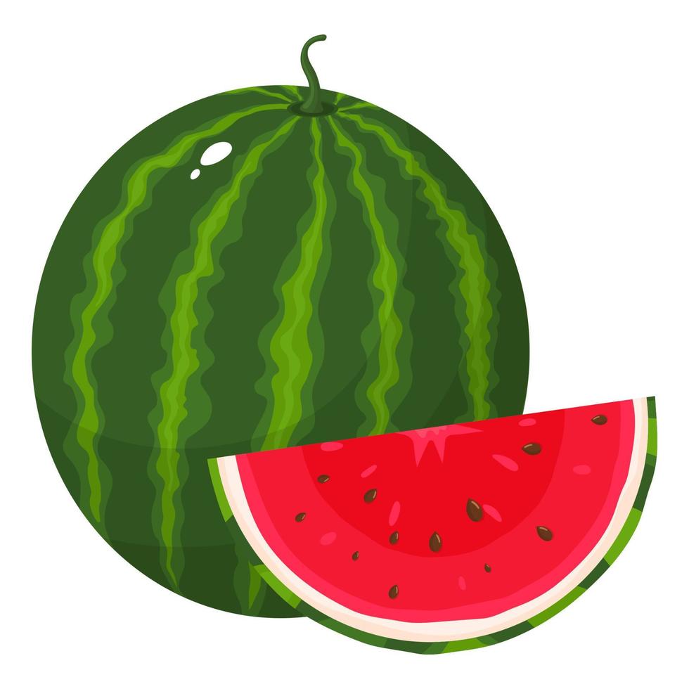 frutas frescas de melancia inteiras e cortadas isoladas no fundo branco. frutas de verão para um estilo de vida saudável. fruta orgânica. estilo de desenho animado. ilustração vetorial para qualquer projeto. vetor
