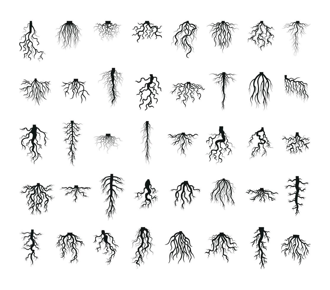 conjunto de raízes de plantas vetor