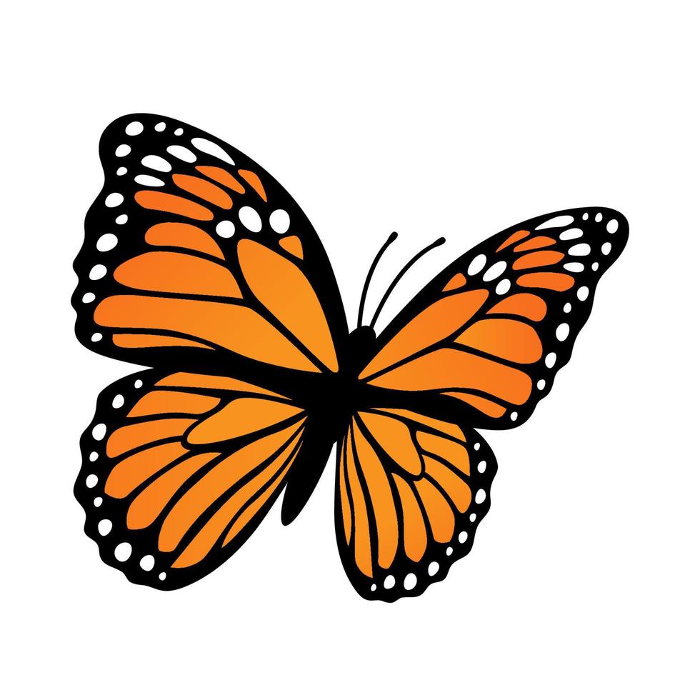 borboleta monarca. ilustração vetorial isolada no fundo branco vetor