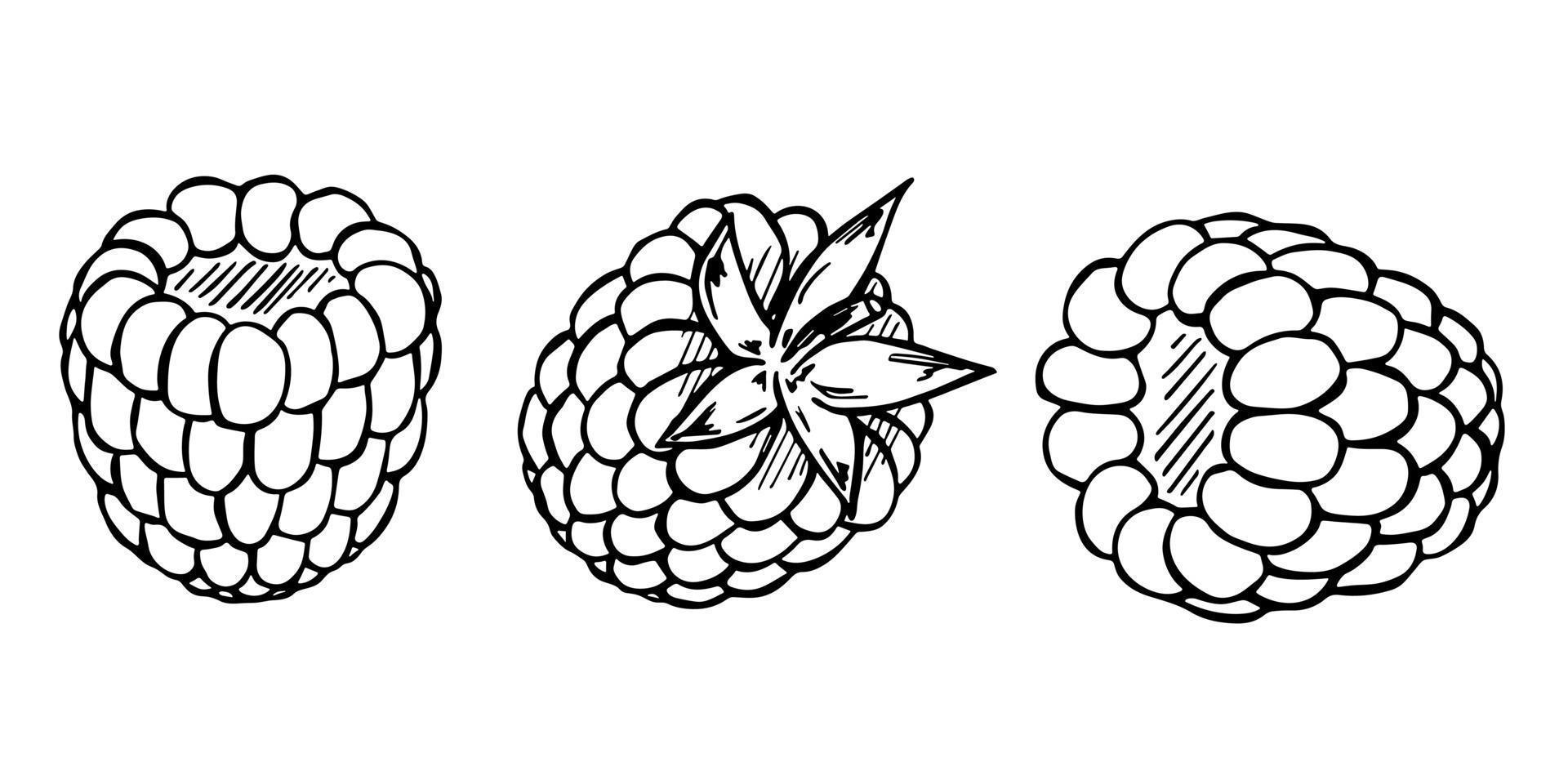 conjunto de vetores de clipart de framboesa ou amora. ícone de baga desenhada de mão. ilustração de frutas. para impressão, web, design, decoração, logotipo.