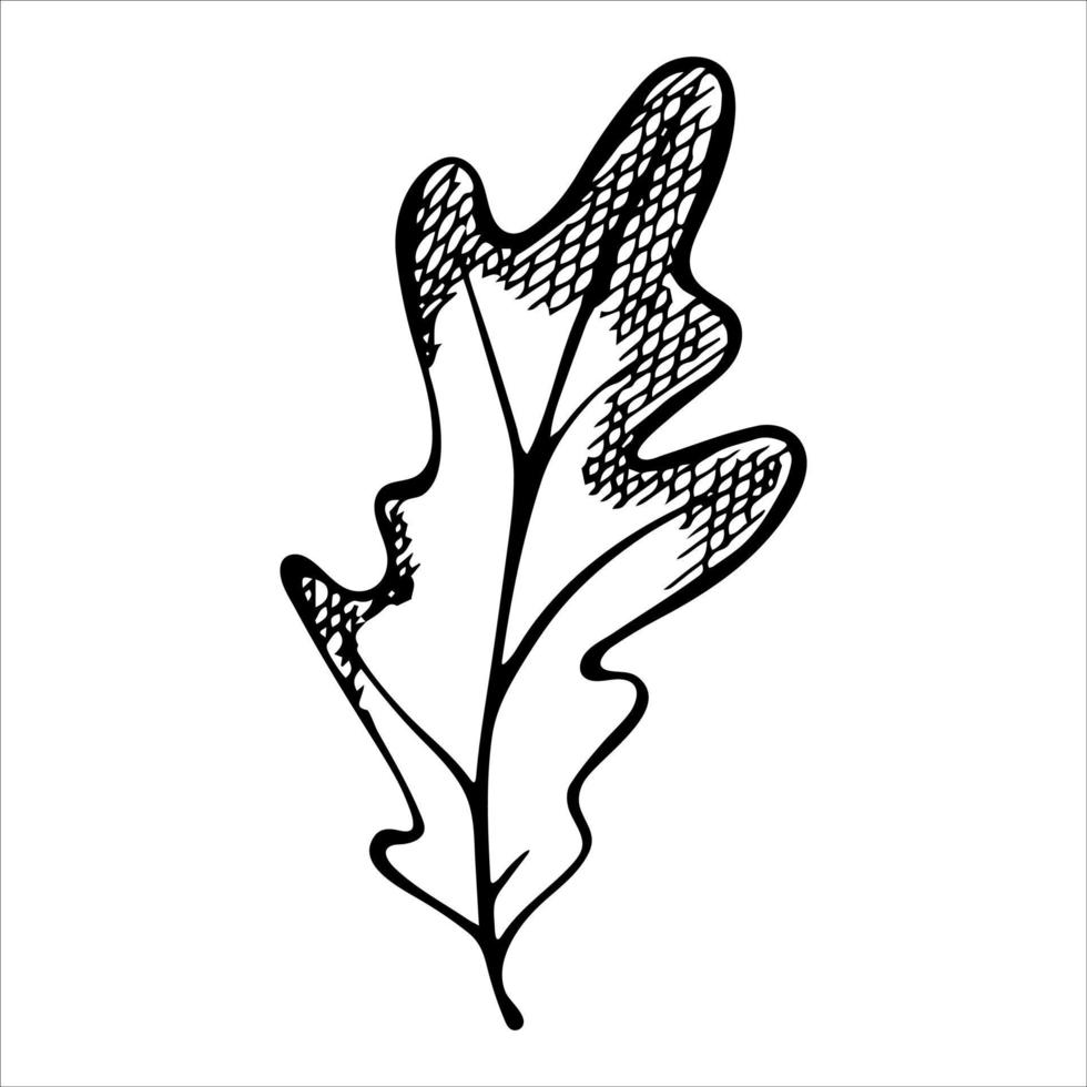 folha de carvalho desenhada de mão vetorial. ilustração de outono. clipart botânico detalhado. vetor