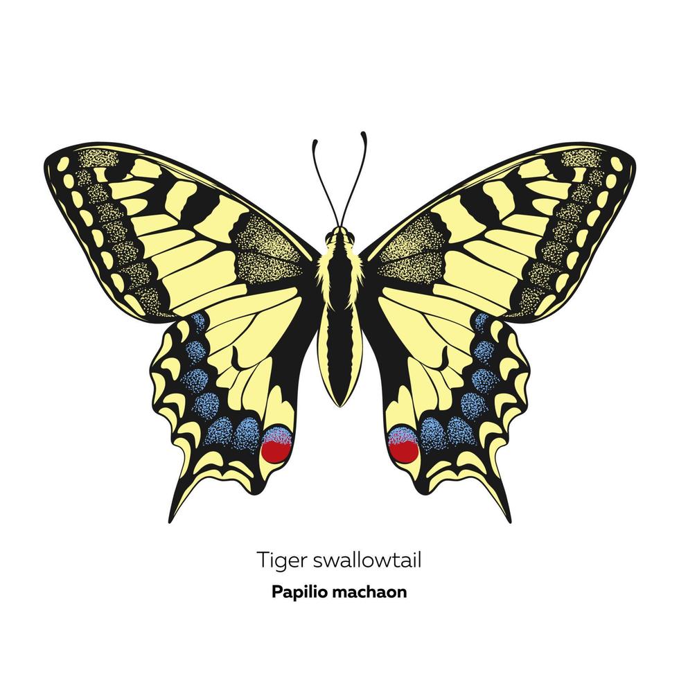 borboleta de rabo de andorinha tigre, papilio machaon, ilustração vetorial vetor