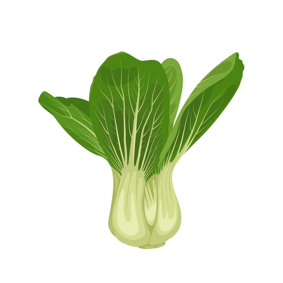 ilustração vetorial, bok choy ou brassica rapa, isolado no fundo branco. vetor