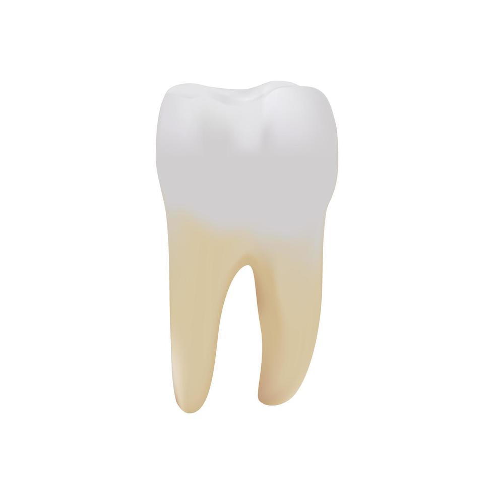 dentes molares na ilustração vetorial de fundo branco vetor
