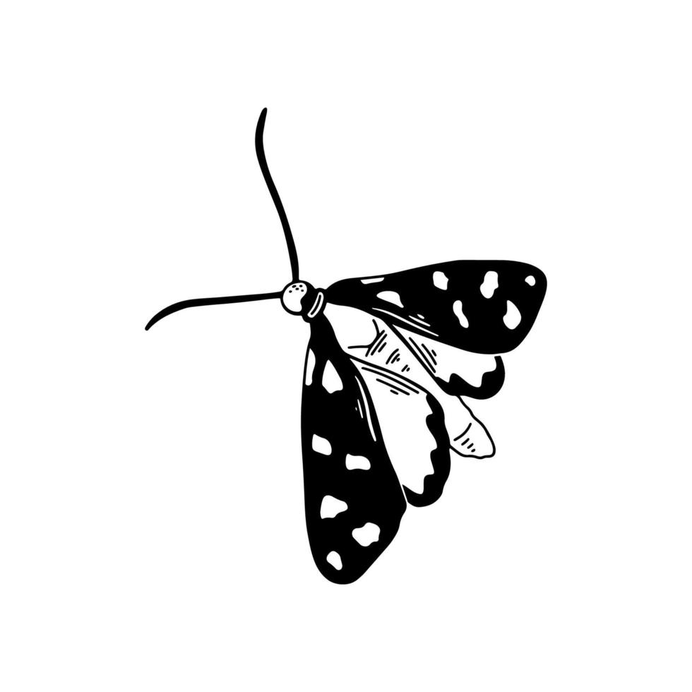 ilustração vetorial de borboleta vetor