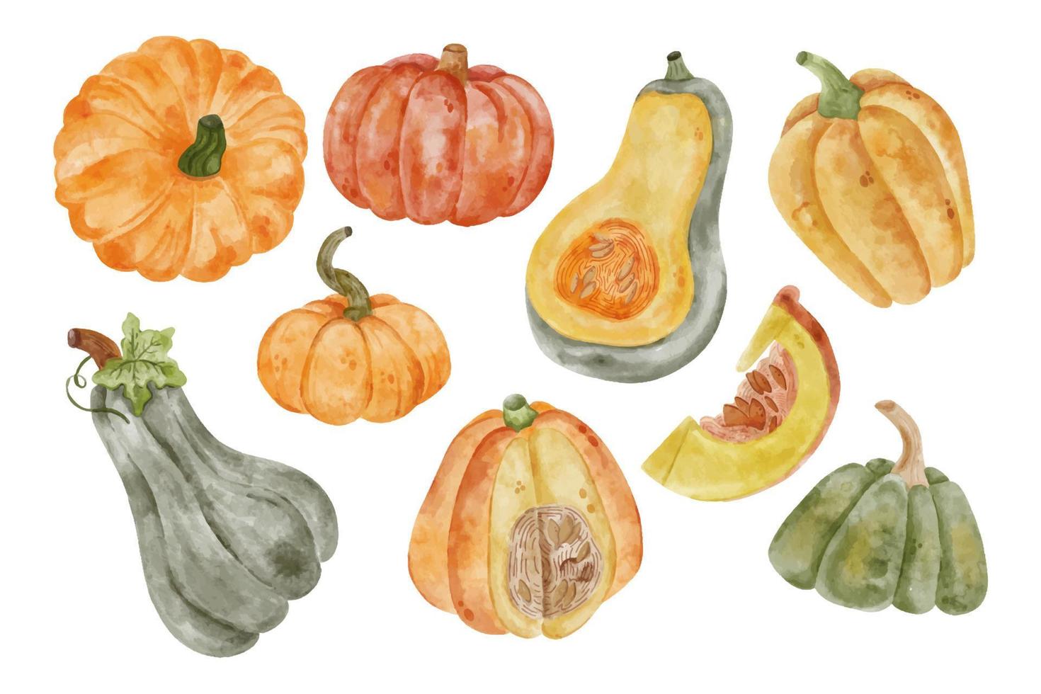 aquarela vector abóbora de outono em fundo branco. legumes de outono para colheita ou design de outono