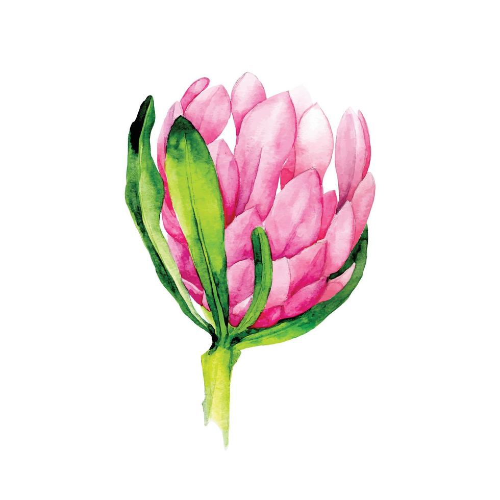 ilustração em aquarela. protea de flores tropicais. flor brilhante de cor rosa protea isolada no fundo branco. clipart vetor