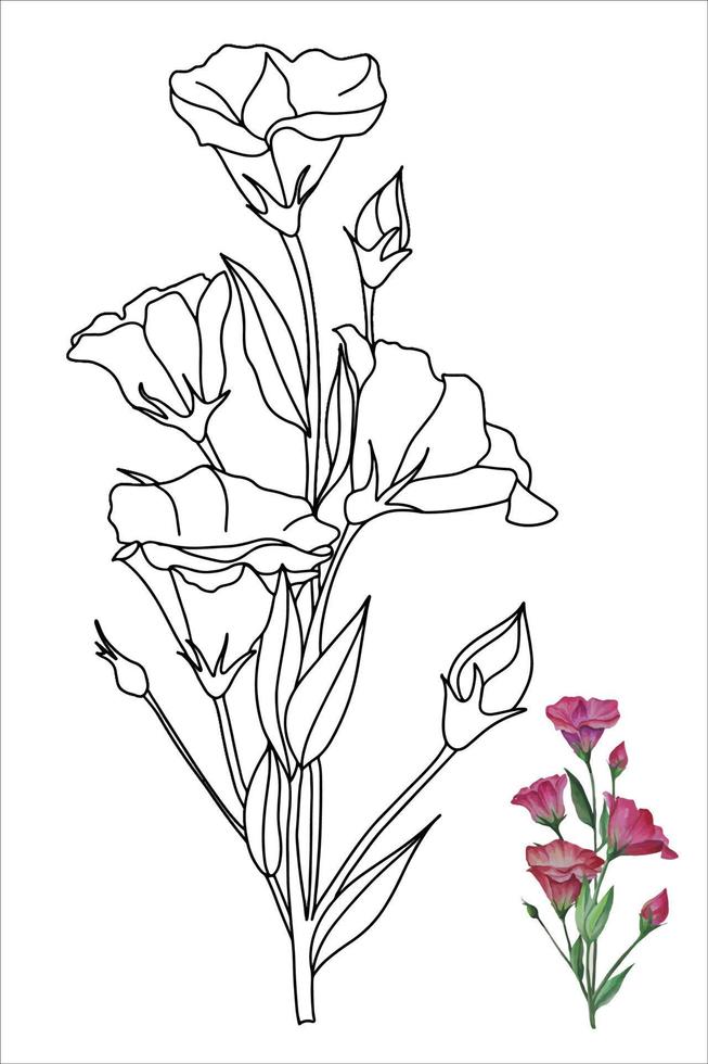 doodle eustoma flor, ilustração vetorial lisianthus para livro de colorir, páginas para colorir para crianças e adultos vetor