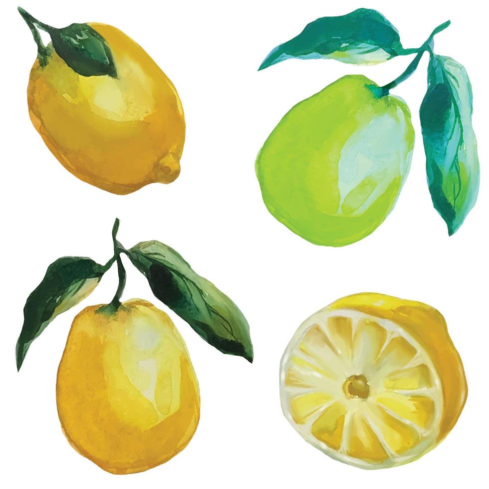 frutas cítricas limão e limão com ilustração de folhagem vetor