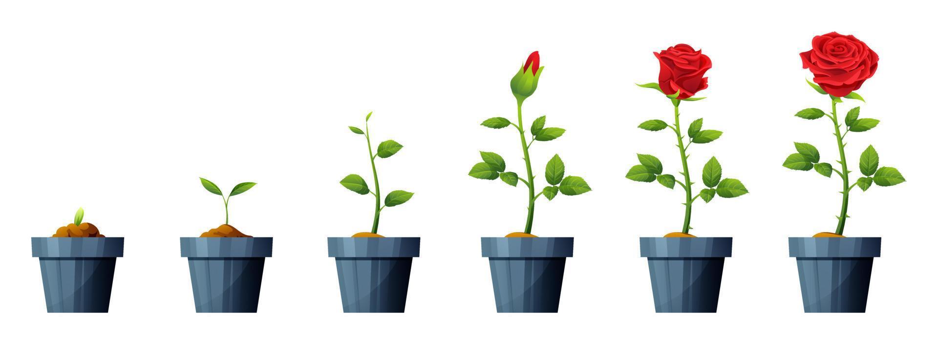 ilustração de estágios de desenvolvimento e crescimento de flores rosa vermelha linda. ciclo de vida da flor rosa vetor
