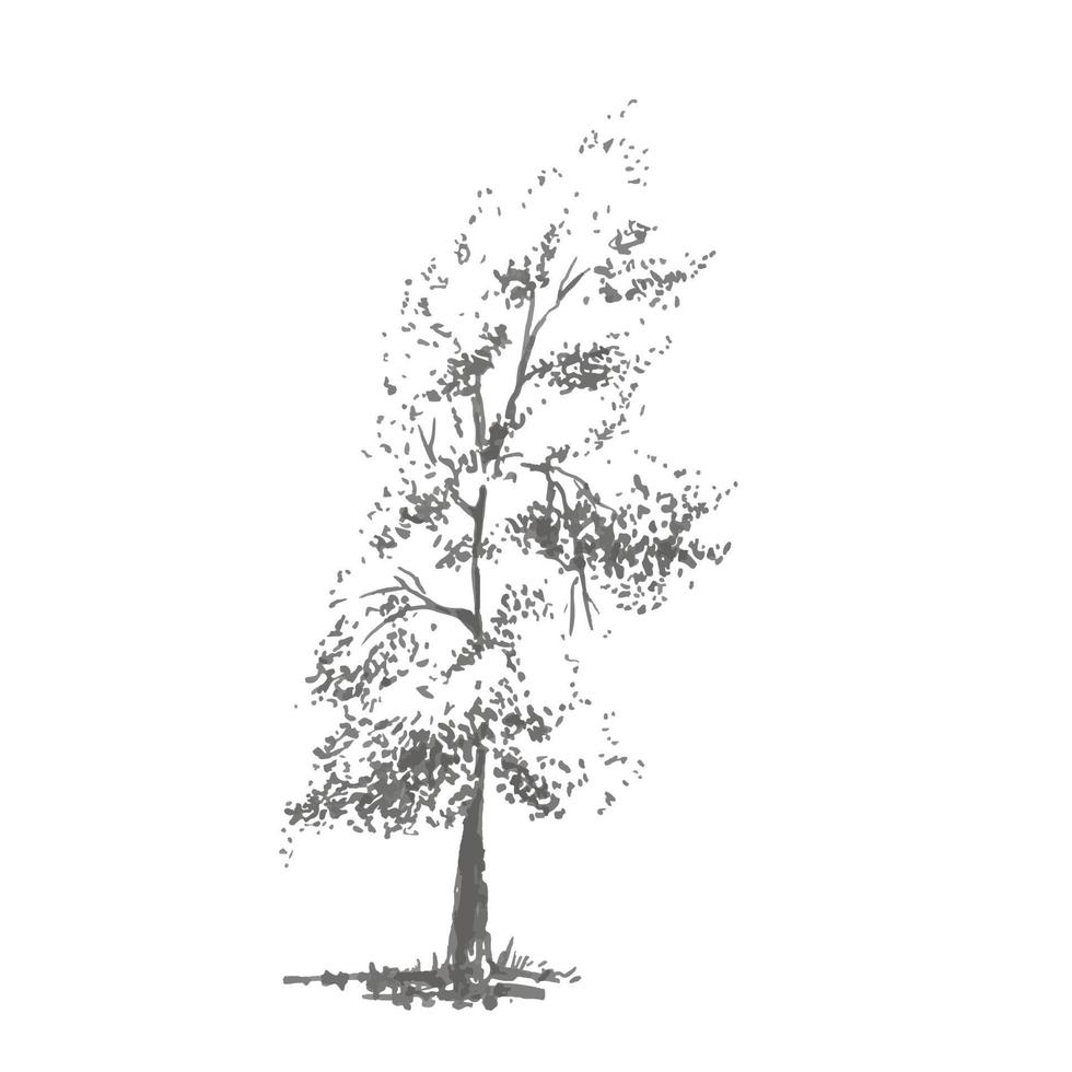 árvore desenhada à mão, álamo. imagem realista em tons de cinza, esboço pintado com pincel de tinta vetor