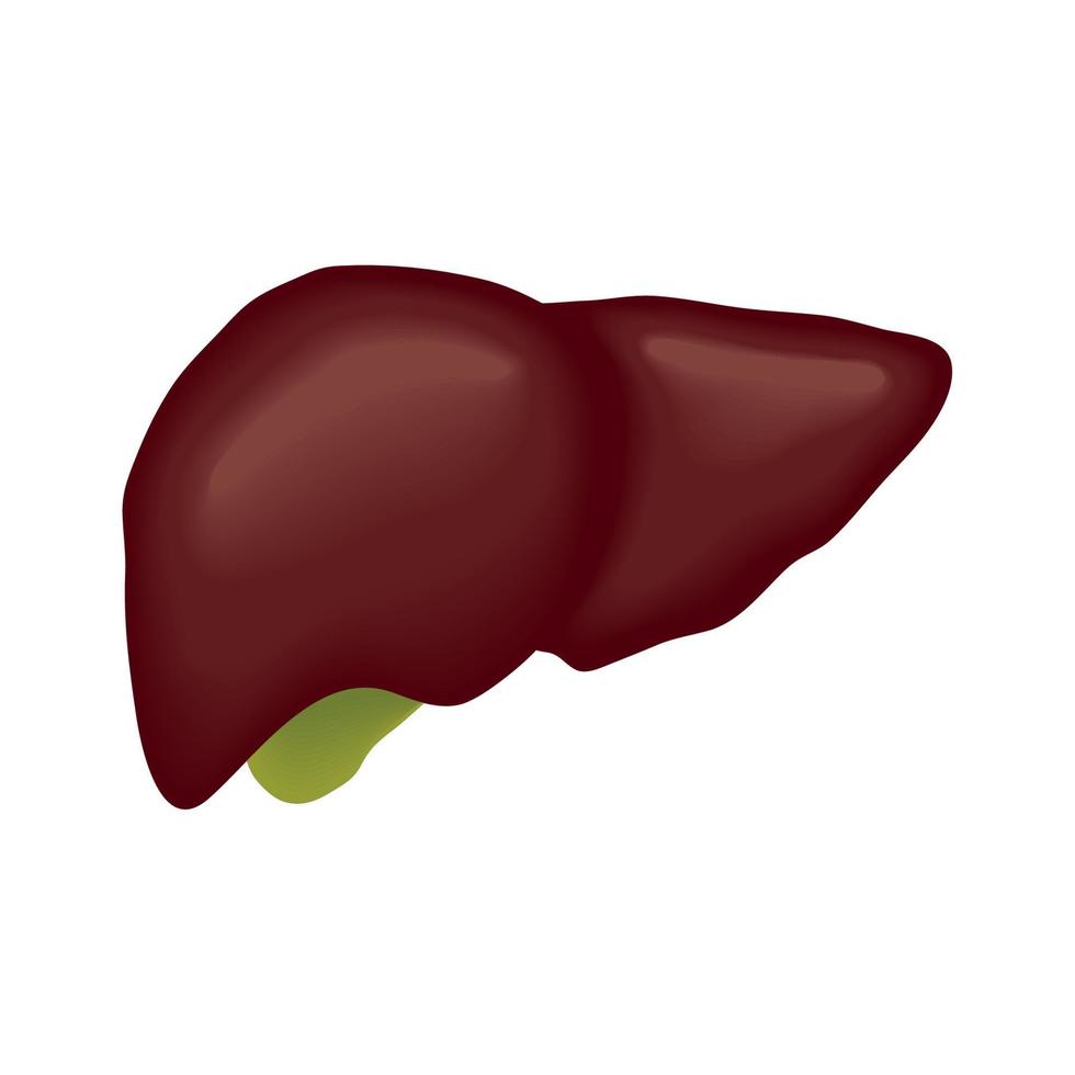 fígado parte do corpo humano vetor