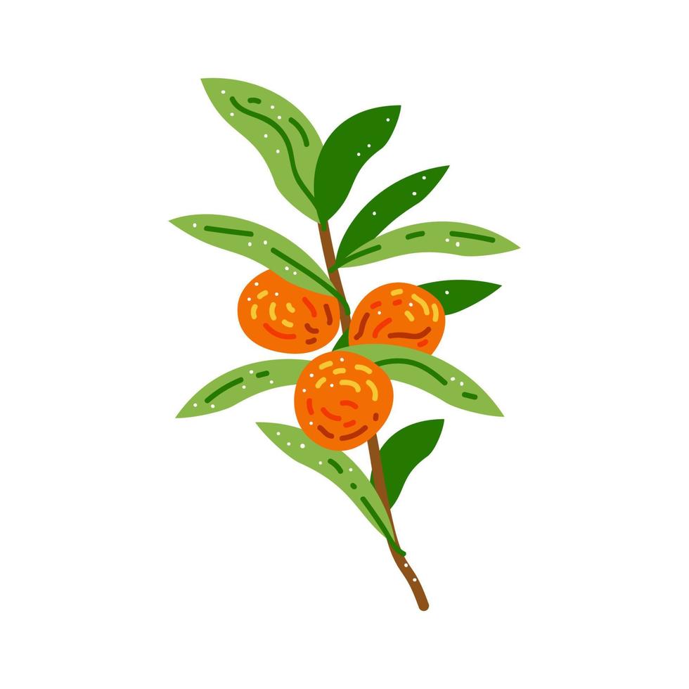 galho plano com laranja de frutas. ilustração vetorial mandarim isolado no branco vetor