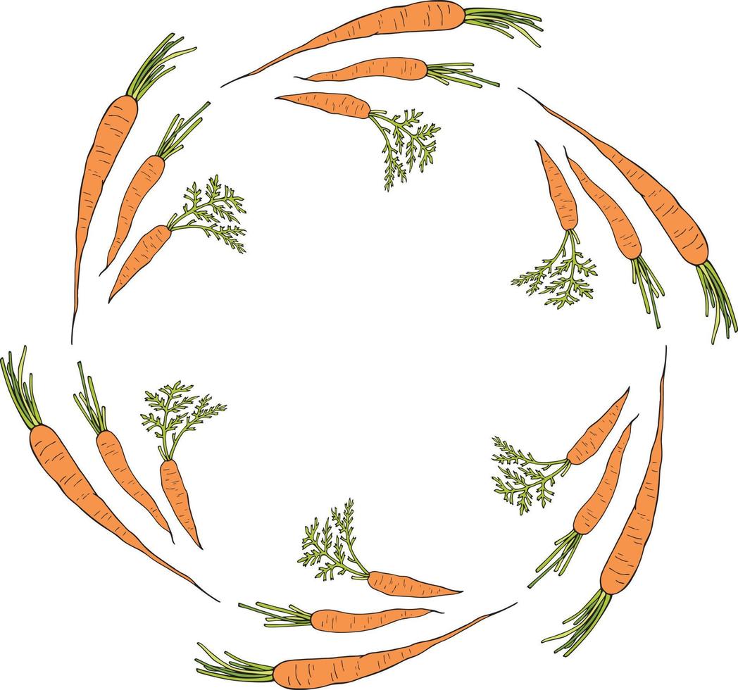 moldura redonda com cenouras vetoriais horizontais. grinalda isolada no fundo branco para seu projeto vetor