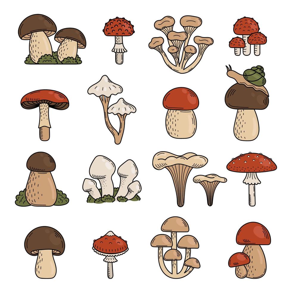 conjunto de cogumelos bonitos doodle. cogumelos comestíveis e venenosos, agárico, cogumelo venenoso, cogumelo porcini. ilustração vetorial de mão vetor