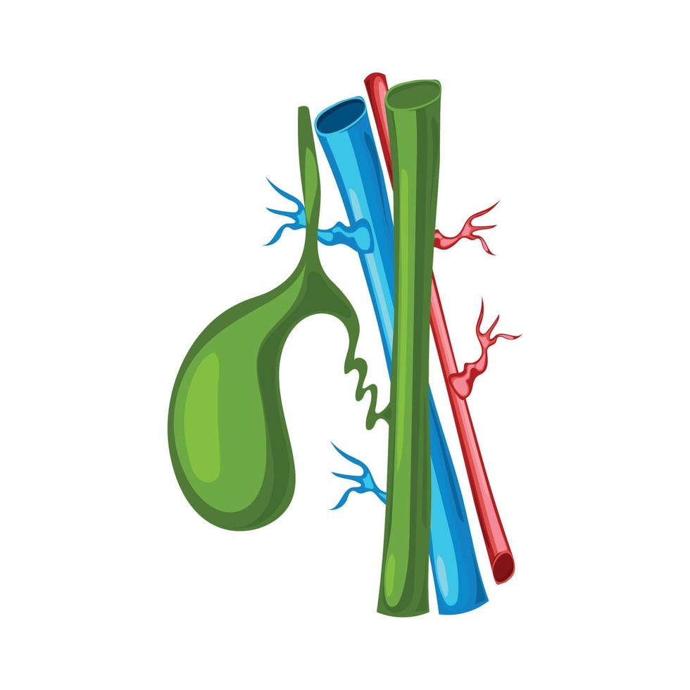 parte do corpo humano da vesícula biliar vetor