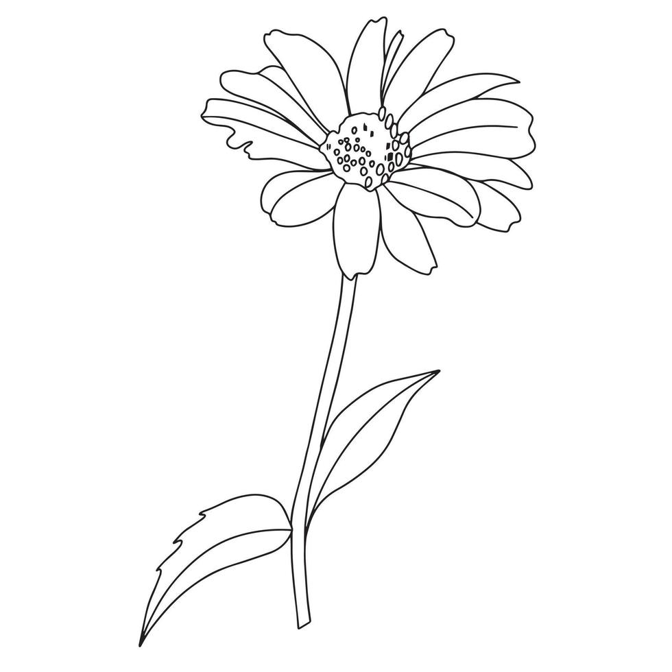 flor de camomila, gerbera estilo doodle, ilustração para livro de colorir, páginas para colorir vetor