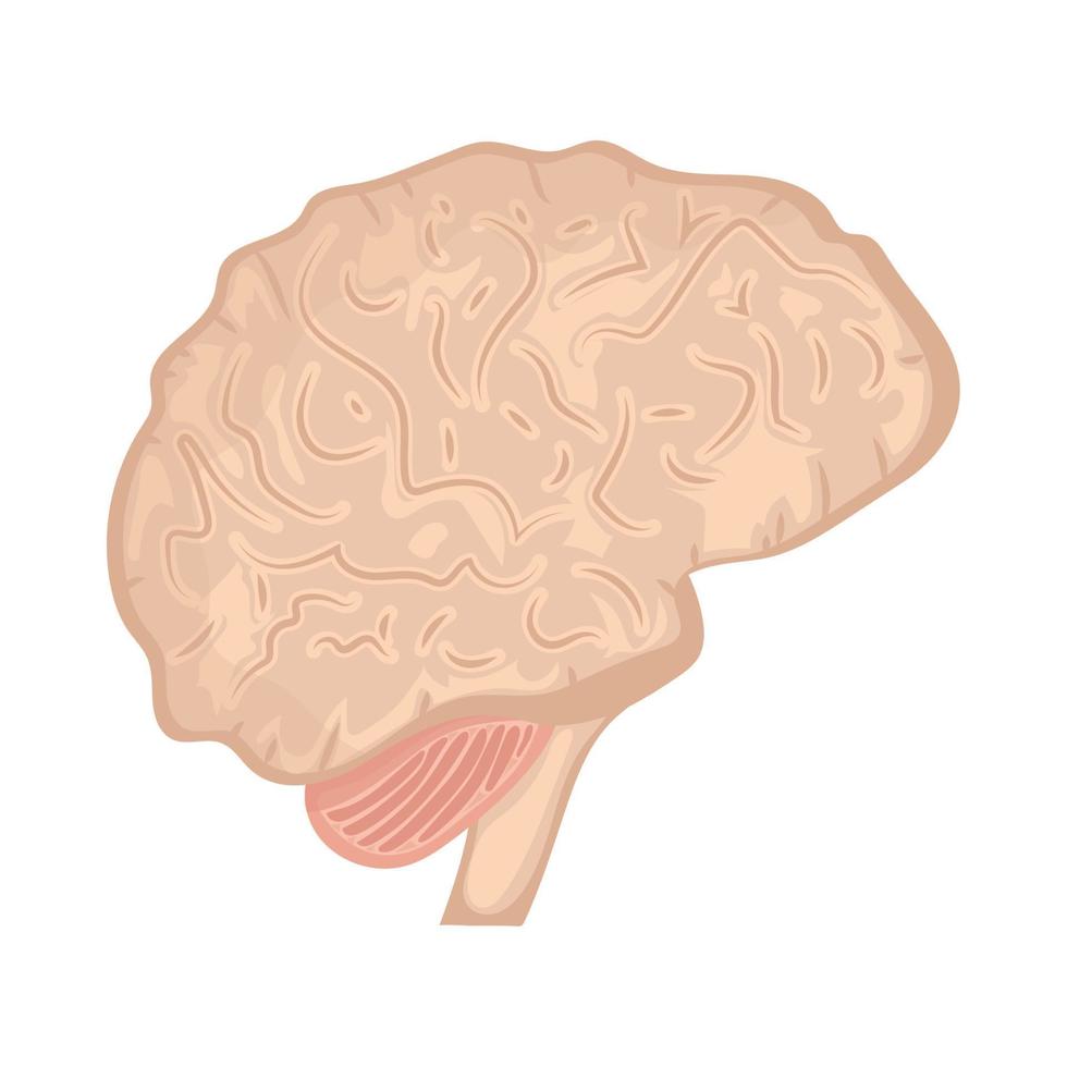 cérebro parte do corpo humano vetor