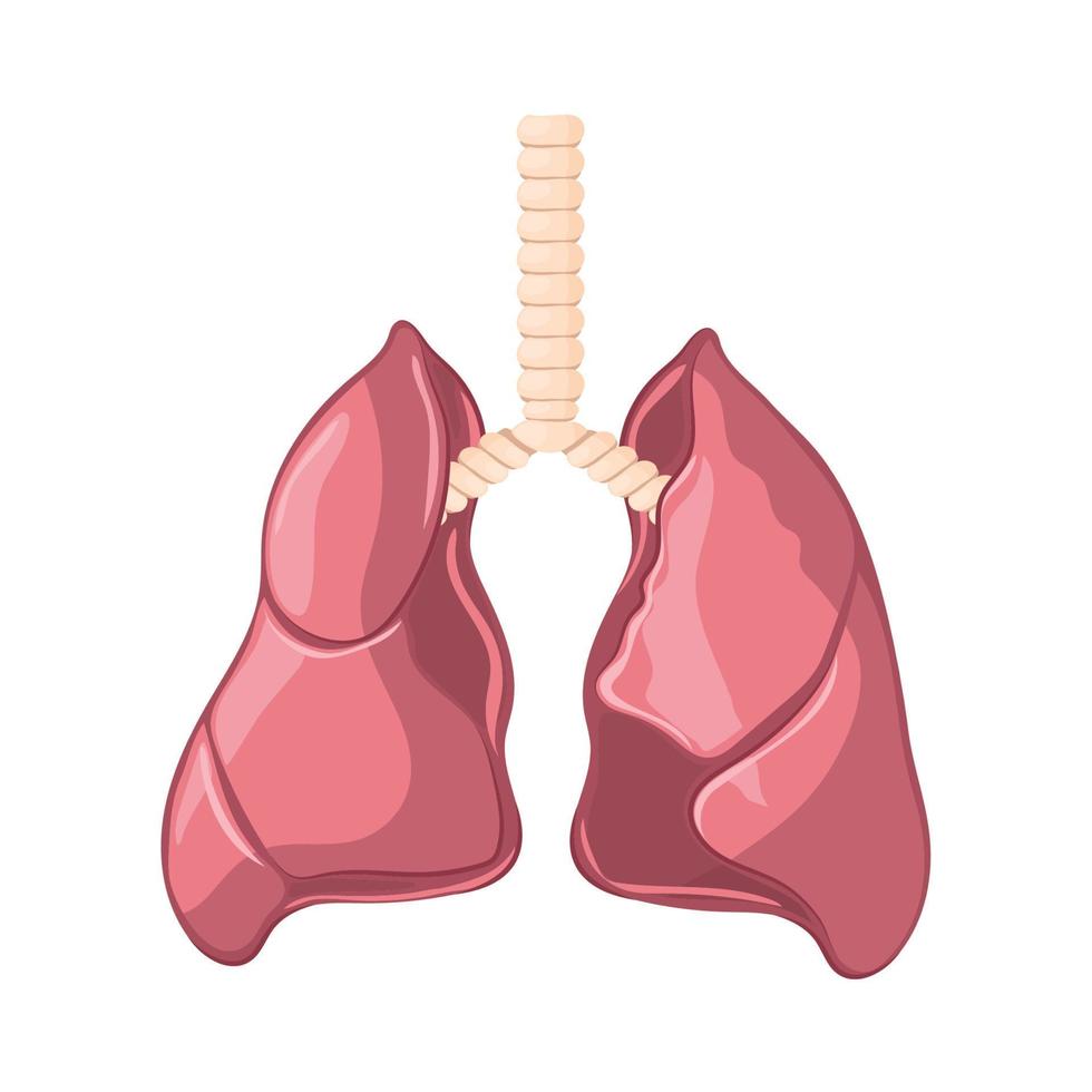 pulmões parte do corpo humano vetor