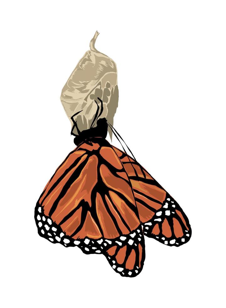 borboleta pendurada na crisálida vetor