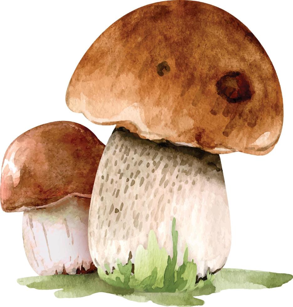 ilustração em aquarela de cogumelos marrons na grama, com base em um fundo branco. vetor