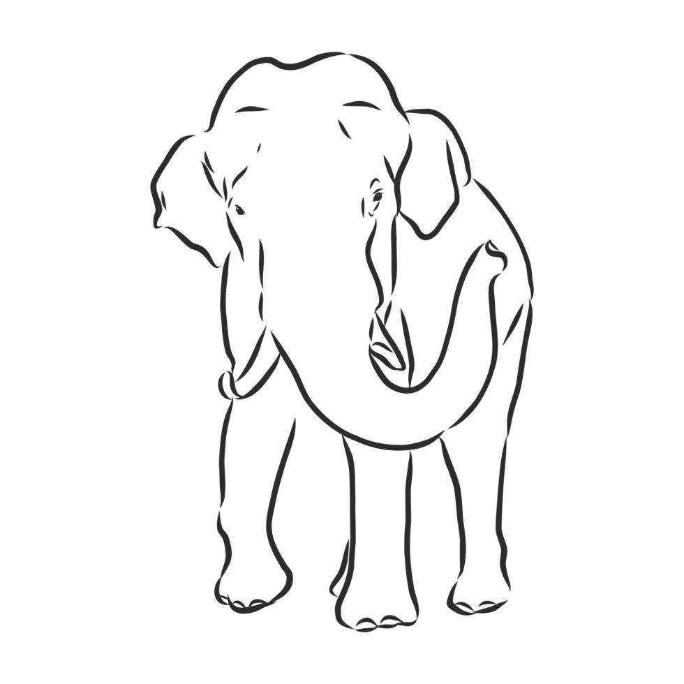 desenho vetorial de elefante vetor