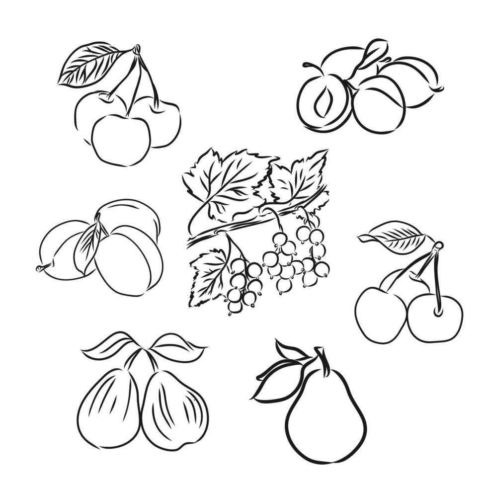 desenho vetorial de frutas vetor